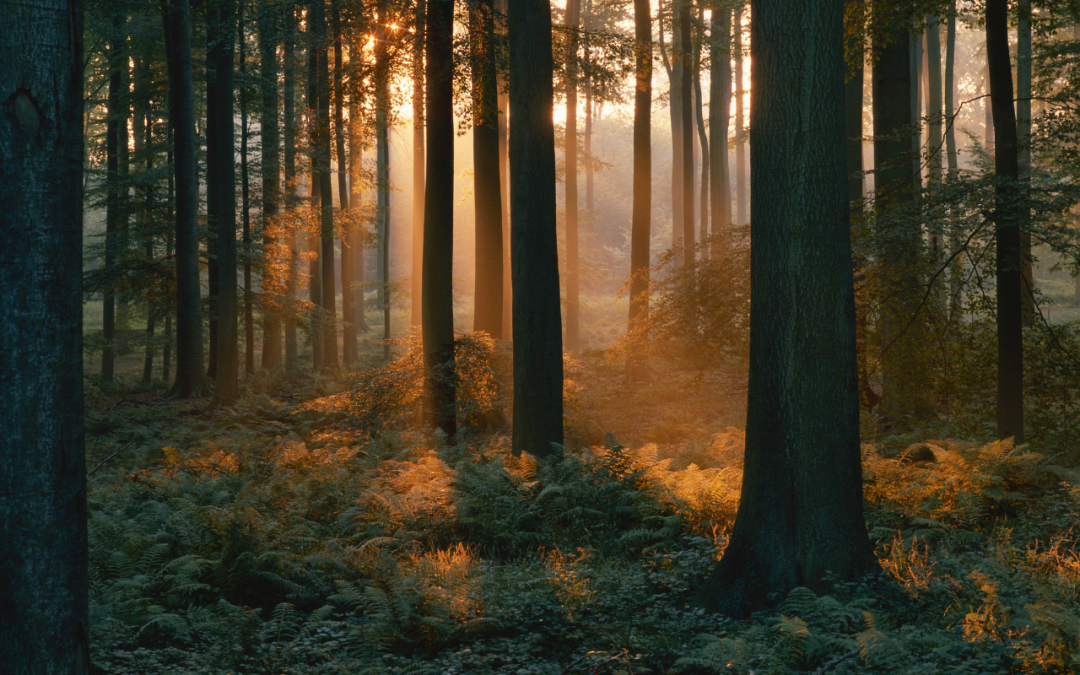 Lilith en las casas de la carta natal