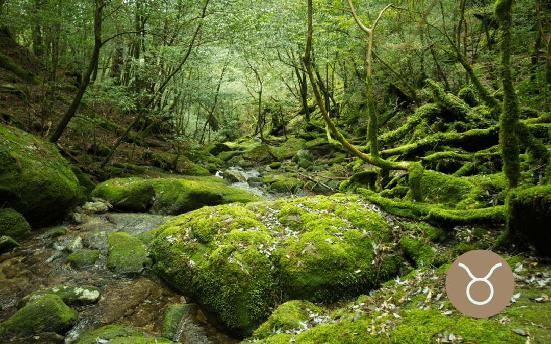 Luna Nueva en Tauro 2025