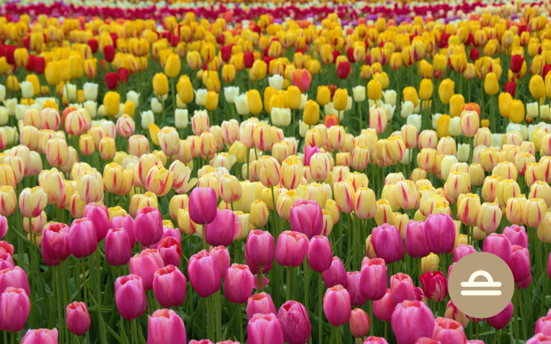 ¿Qué hace Venus en Libra? 