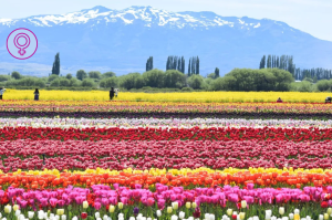 Paisaje de campo floreado y montañas nevadas de fondo